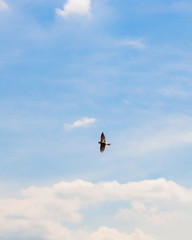rondini nel cielo di primavera