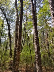 trees in the woods