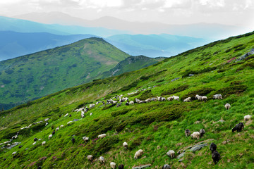 Fototapeta na wymiar Sheep in the Carpathian Mountains.