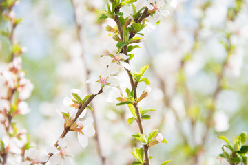 blossoming cherry tree in spring