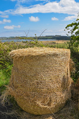 Round upright hay bale with blurred rural background on sunny day with blue sky and clouds © DMac