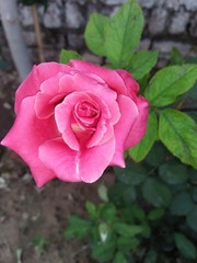 Pink Rose