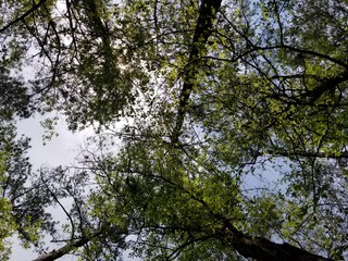 Fototapeta premium trees and sky