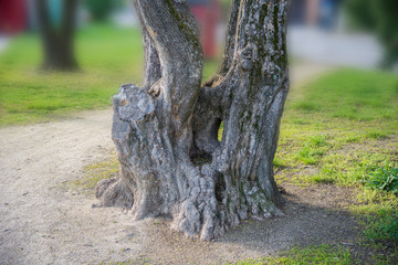 Fototapeta na wymiar Very old tree trunk in the park