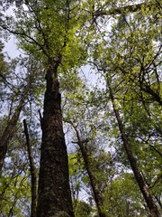 trees in the forest