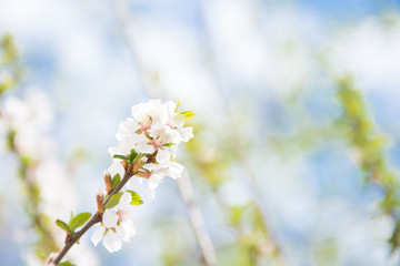 blossoming cherry tree in spring