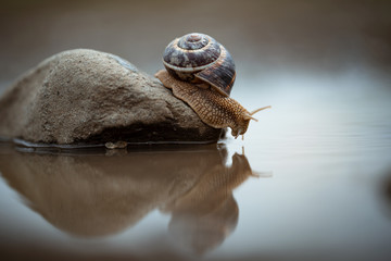 Helix pomatia, Roman snail, Burgundy snail, edible snail or escargot finding its way across a shallow puddle