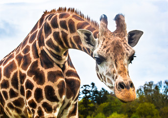 giraffe in the wild