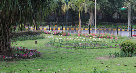 Spring flowers at a traffic circle in New Delhi, India
