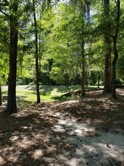 path in the woods