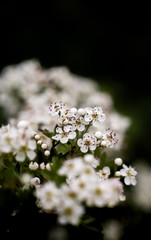 Spring blossom