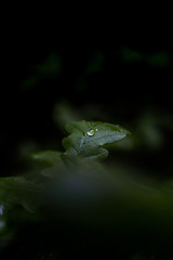 Raindrop on a leaf