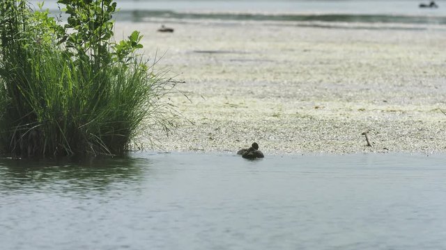 The Eurasian coot (Fulica atra), also known as the common coot, or Australian coot, is a member of the rail and crake bird family, the Rallidae. 