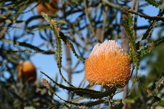White and orange inflorescence of the Acorn Banksia, Banksia prionotes, family Proteaceae. Native to Western Australia.  Individual flowers open bottom to top resulting in acorn-like appearance