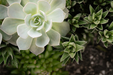 Flower-shaped Green Blue Succulents planted in garden pots