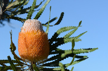 White and orange inflorescence of the Acorn Banksia, Banksia prionotes, family Proteaceae. Native to Western Australia.  Individual flowers open bottom to top resulting in acorn-like appearance