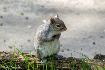 squirrel in the park