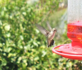 hummingbird
