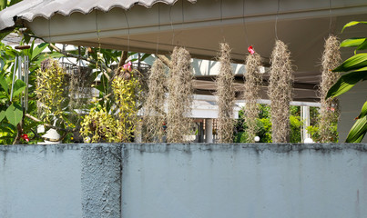 Flower hang on terrace to decoration,balcony garden and hanging flowers,The roof of the house with a beautiful hanging orchid tree, balcony gardening ideas