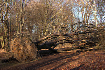 View of uprooted, multi stemmed beech trees in the Sababurg primeval forest