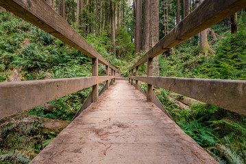 A wooden bridge leads down a path through the ancient Redwood forest