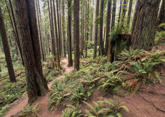 A trail through the ancient Redwoods in Arcata Community Forest