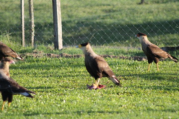 carancho comiendo presa