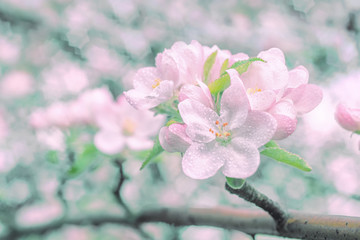 Kwiaty kwitnącego drzewa owocowego. Sezon wiosenny w ogrodzie - obrazy, fototapety, plakaty