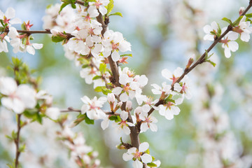 blossoming cherry tree in spring