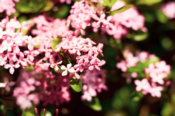 Close up of Small Pink  Ixora flower