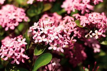 Close up of Small Pink  Ixora flower