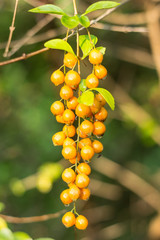  Small seed of  Duranta repens Flower  on tree