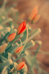 Wiosenne tulipany w ogrodzie. Pąki kwiatowe. Rozmyte tło - obrazy, fototapety, plakaty