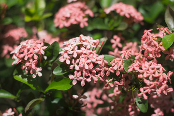 Close up of Small Pink  Ixora flower
