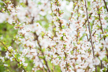 blossoming cherry tree in spring
