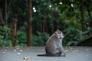 wild monkeys play in tropical forest in Ubud Bali