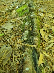 green moss in the forest