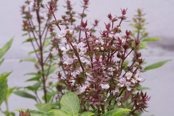 Sweet basil,flowers and green leaves, basil tree is a Thai herb that has many benefits, has properties to relieve bloating and expel the intestines