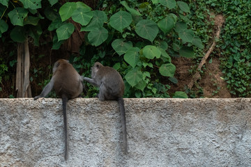 wild monkeys play in tropical forest in Ubud Bali