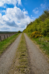 Fototapeta na wymiar Country lane with grass growing in the middle. Lane narrows towards horizon. Rural scenery. Blue sky and clouds.