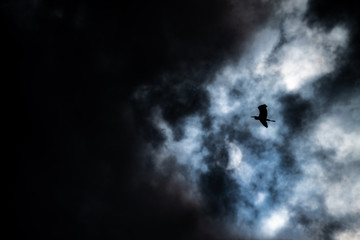 Dark Sky 1