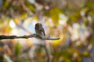 Jungle Owlet Alone on a Tree