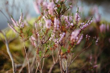 pink flowers