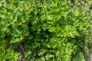 carrot leaves 