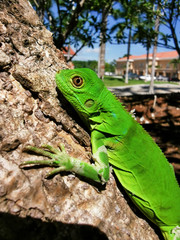 green iguana on a tree