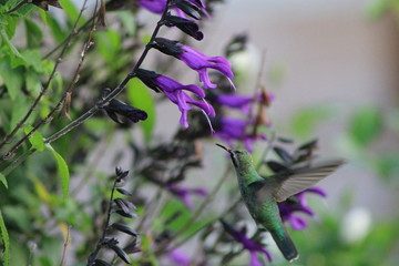 colibri