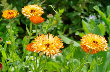 Flowers of calendula (lat. Calendula officinalis) in the summer garden