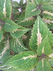 Fototapeta premium Green leaves of a Plant