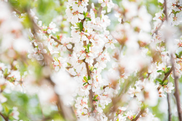 blossoming cherry tree in spring