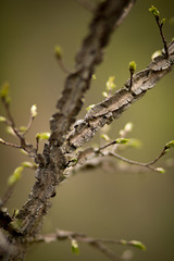 Spring trees, flowers, plants after rain